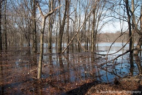 Hatfield Swamp - Wikiwand