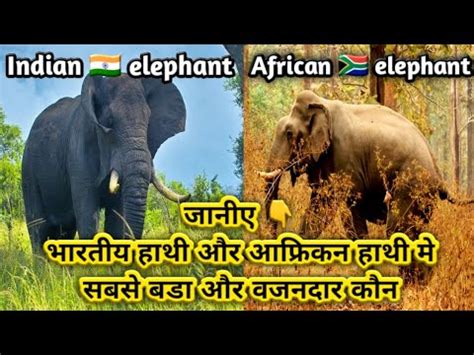 Hathi kitne kuntal ka hota hai. .  <a href=https://www.accuhk.com/assets/images/2a4got/i...