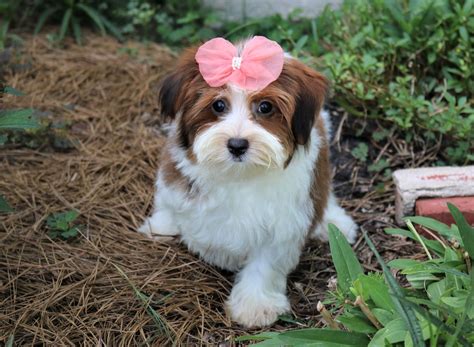 Havana rouge havanese. How can each litter be cuter than the last? Havanese are best known for their amazing personality. They have a spring in their step, get along with other... 