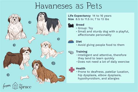 Havanese Dog Breed - Characteristics & Traits - Showsight