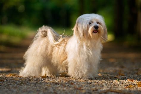 Havanese Dog Breed Information MetLife Pet Insurance