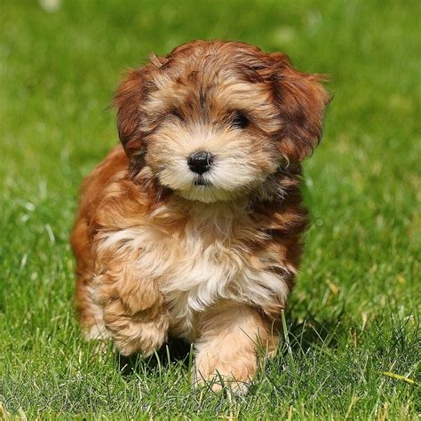 Havanese Pups & Designer Dogs - Home - Facebook