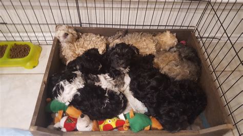 Havanese breeders houston.  For starters, WE START WITH HEALTHIER DOGS...