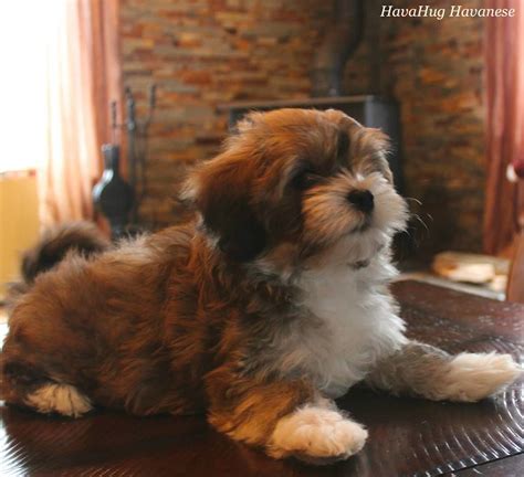 Havanese breeders in michigan. Things To Know About Havanese breeders in michigan. 