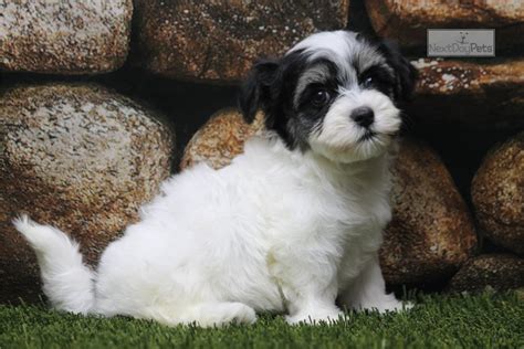 A few terms and phrases to describe the typical Havanese puppy and dog: intelligent, funny, silky, small, outgoing, affectionate, companionable, personable, springy, spirited, active, good for apartments, good family dogs, eager to please and easy to train. Find Havanese puppies for sale near me. Search our free Havanese dog classifieds ….