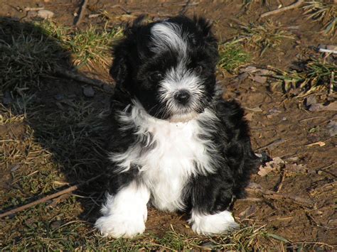 Gender. Female. Havanese Puppy for Sale in HARRISONBURG, Virginia, 22802 US Nickname: Abby Super cute purebred female Havanese. These puppies are so very adorable. Playful…. View Details. $900.. 