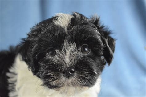How fast do Havaneses for sale in Buffalo grow? The size of your Havanese puppy will depend on a variety of factors, including genetics, diet, and exercise. Most fully grown Havanese will reach a height of 8-11 inches and a weight of 7-13 pounds. However, some have been known to reach heights of up to 15 inches and weights of up to 18 pounds.. 