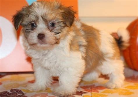 Looking for a Havanese puppy for sale near Arlington, Virginia? 