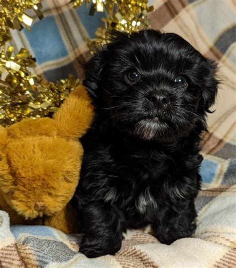 Havanese puppies for sale spokane. Our extensive network collaborates with top-notch Miniature Schnauzer breeders nationwide, ensuring a seamless delivery of your chosen furry friend right to your doorstep in Spokane / Coeur D'alene. With a dedicated team committed to the safe and stress-free travel of your new pup, rest assured they'll be well-cared-for throughout the journey. 
