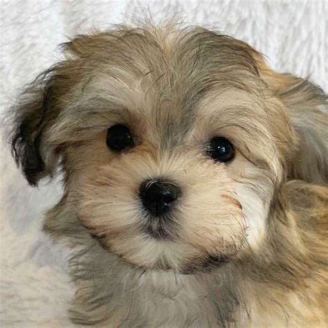 Havanese puppies for sale under $500. Things To Know About Havanese puppies for sale under $500. 