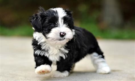 Havanese puppies near me. We have just the right Havanese and Havapoos for you! Visit our website to see our lovable Havanese puppies or call (417) 241-2352 for info. 