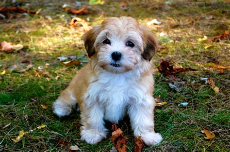 What is the typical price of Havanese puppies in Eugene, OR? Prices for Havanese puppies for sale in Eugene, OR vary by breeder and individual puppy. On Good Dog today, Havanese puppies in Eugene, OR range in price from $2,500 to $3,750. Because all breeding programs are different, you may find dogs for sale outside that price range. ….. 