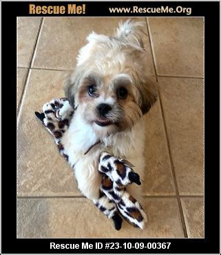 Get to know Genesis' Havanese in New Jersey. S