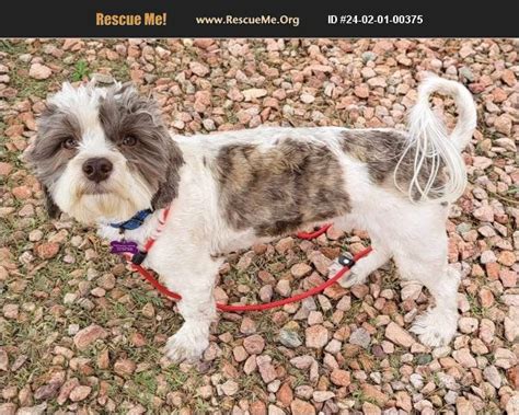 Havanese rescue phoenix. The cost to adopt a Havanese is around $300 in order to cover the expenses of caring for the dog before adoption. In contrast, buying Havanese from breeders can be prohibitively expensive. Depending on their breeding, they usually cost anywhere from $1,500-$2,500. 