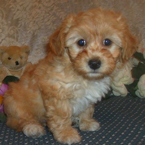 Puppies.com will help you find your perfect Havapoo puppy for sale. We've connected loving homes to reputable breeders since 2003 and we want to help you find the puppy your whole family will love.