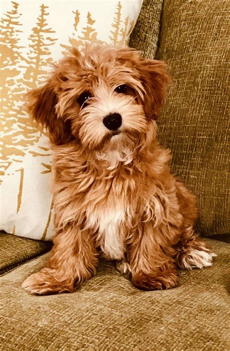 Though they prefer to stay at home, given the chance they also love to run around outdoors. ... HAVAPOO PUPPY 1lb 15oz @ 5.4 weeks. Details $2795 $1957-$838 discount $838 off. Havanese Breeders It truly takes a special breeder to assist with nourishing and raising a Havanese puppy properly. Like people, the most critical moments in a puppy's .... 