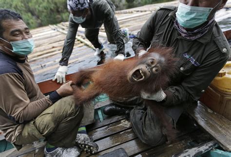 Have orangutans killed humans. Local people have been evicted from their customary land holdings and local communities impoverished, leading to much conflict with palm oil concession companies ... After palm oil plantations are established, displaced starving orangutans are frequently killed in the most brutal ways as agricultural pests when they try to obtain food in the ... 