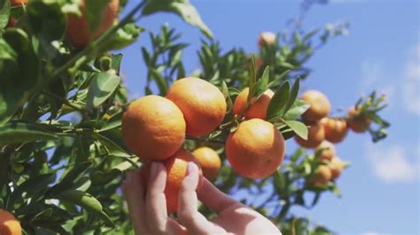 Have recent weather extremes impacted Texas citrus production?