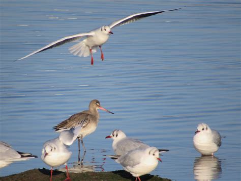 Have you seen a colour ringed black-tailed godwit?