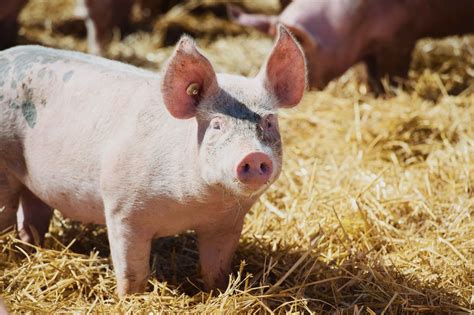 Havelländer apfelschwein preis