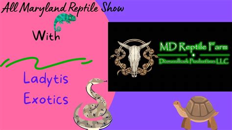 Havre de grace reptile show 2023. All Maryland Reptile Show Hosted By All Maryland Reptile Show. Event starts on Saturday, 7 May 2022 and happening at Havre de Grace Community Center, Havre De Grace, MD. Register or Buy Tickets, Price information. 