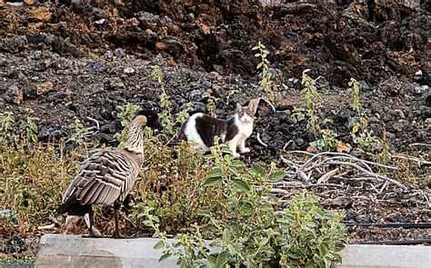 Hawaii cites 2 for feeding feral cats, harming native geese
