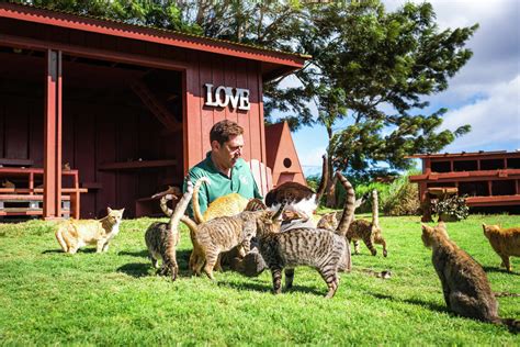 Hawaii lanai cat sanctuary. 