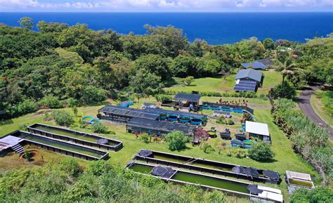Hawaii tropical fish gardens. Leaf&Feather Hawaii. Agricultural Service. Hawaii Tropical Fish Gardens. Fish Farm. Da Scrubs 808. Medical Supply Store. No Ka Oi Motors Dealership. 