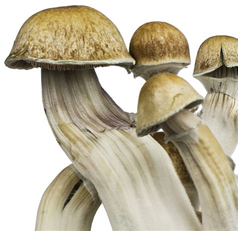 And P. cubensis is just one of nearly 200 species of
