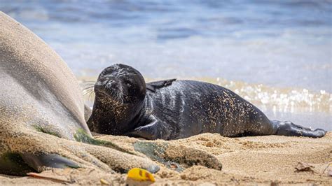 Hawaiian officials block beach to protect adorable endangered monk seal pup