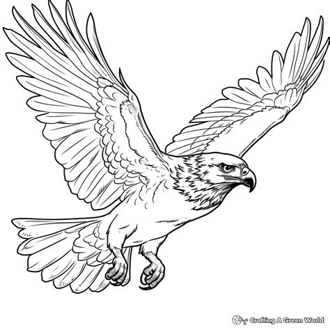 Hawk Coloring