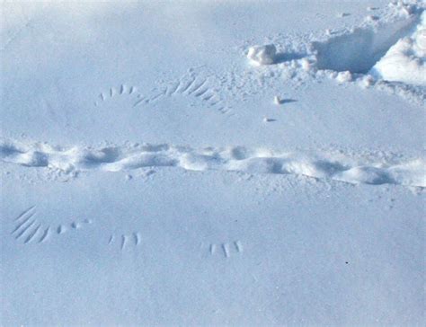 Hawk and rabbit tracks in snow Project Noah