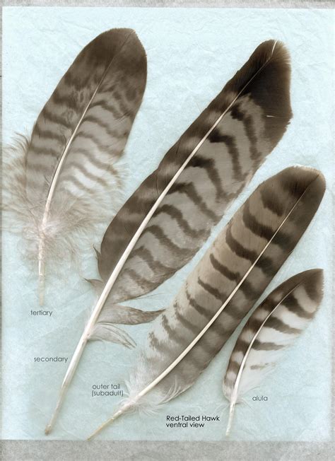 Hawk feather identification. For starters, the average length of an owl tail feather is between 10-20 inches (25-50 cm) long. Great horned owl tail feathers can reach up to 24 inches (60 cm). The wing feathers on a great horned owl typically range from 8-14 inches (20-35 cm) in length. 