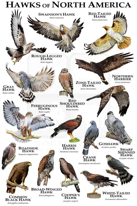 Hawk identification chart. Hawks hunt on the wing, and their various flight habits can provide clues to their identification. The Annenberg Learner's Journey North site describes how hawks can spot other hawks circling in a thermal, and join them to catch the same ride. This can lead to the formation of a large group of circling hawks, called a "kettle." 