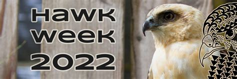 March 13 2022 April 25 2023; Rescue of the week. HAMPERED HAWK: In the midst ... Rescue of the week. AGILE HAWK: This young sharp-shinned hawk, able to turn .... 