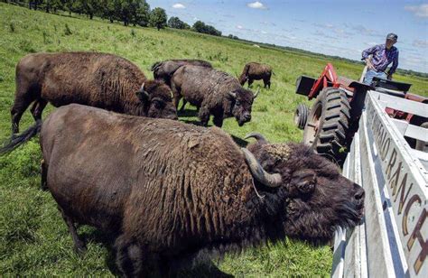 Hawkeye Buffalo Ranch offers up-close prairie experience in Eastern Iowa