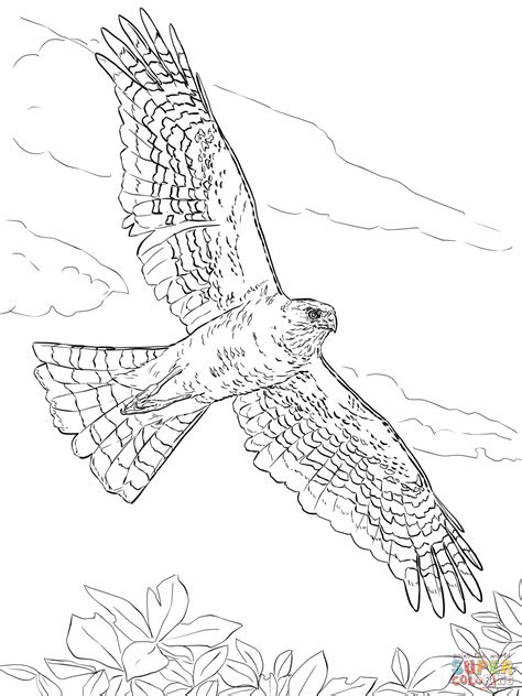 Hawks coloring pages Free Coloring Pages