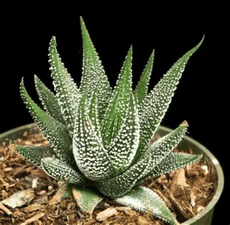 Haworthia Concolor (Care Guide With Pictures) - Succulents …