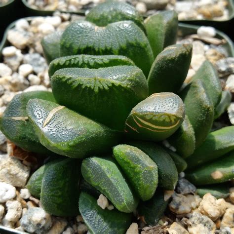 Haworthia Truncata