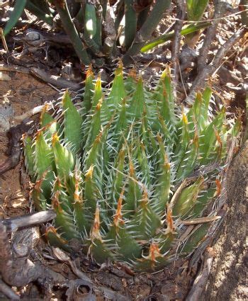 Haworthia genus PlantZAfrica