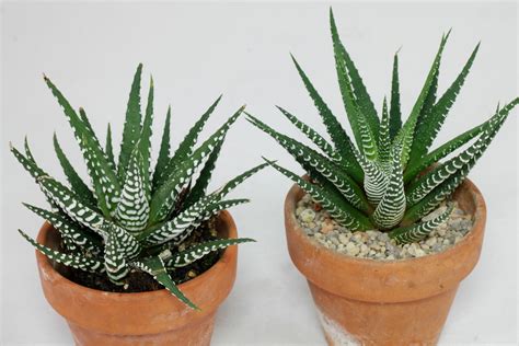 Haworthiopsis