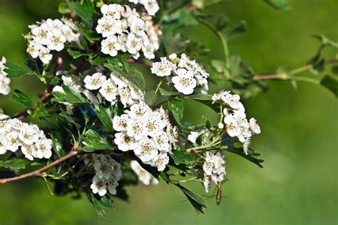 Hawthorn cratageus oxycantha a step by step guide. - John deere 240 skid loader service manual.