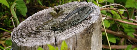 Hawthorns Urban Wildlife Centre - WhichMuseum