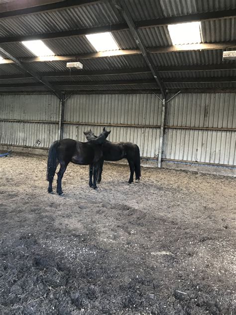 Hayfield Riding School Bonnybridge My Equine Life