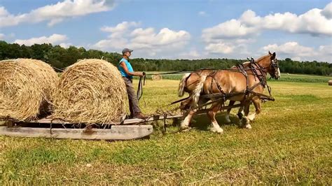 Haying With Horses