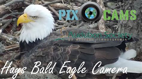0 views, 3 likes, 1 loves, 1 comments, 0 shares, Facebook Watch Videos from PixCams: Good morning everyone and welcome to the Pittsburgh Hays Bald Eagle Cam Live Stream! We have a nice sunny day in.... 