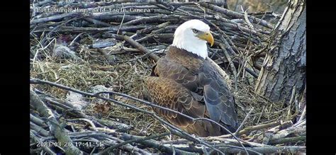 Pittsburgh weather info. Pittsburgh Hays Bald Eagle Camera Live Stream. Share. 0:00 / 0:00. Source: Audubon Society of Western Pennsylvania and PixCams. 1st egg laid on 02-17-23. 2nd egg laid on 02-20-23. 1st egg hatched on 03-26-23 Day 37. 2nd egg hatched on 03-28-23 Day 36.. 