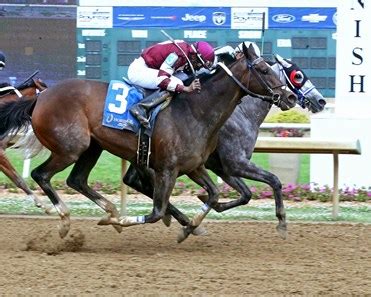 Haythere Jogeegirl - Horse Profile - BloodHorse