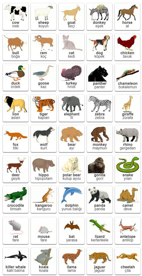 Hayvan isimleri ve ingilizceleri