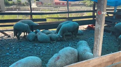 Hayvan kesimi YouTube. 